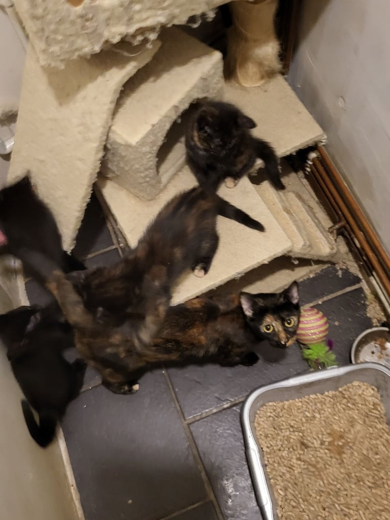 Girls tortoiseshell 