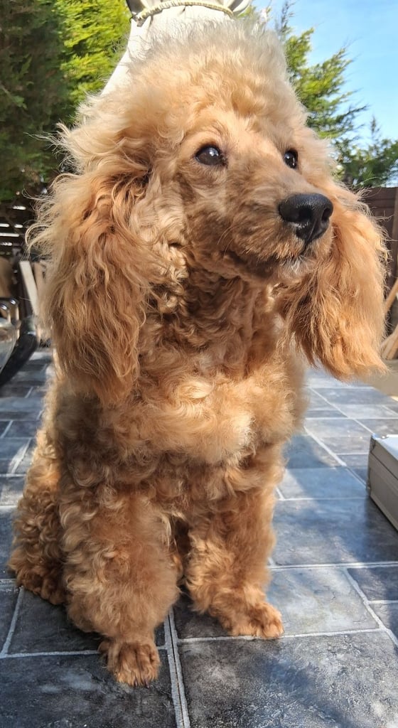red toy poodle