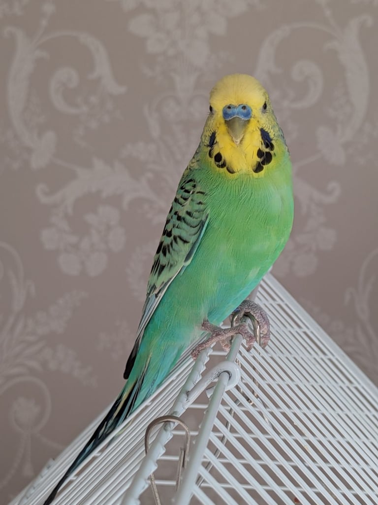 Male budgie needing new home, with cage