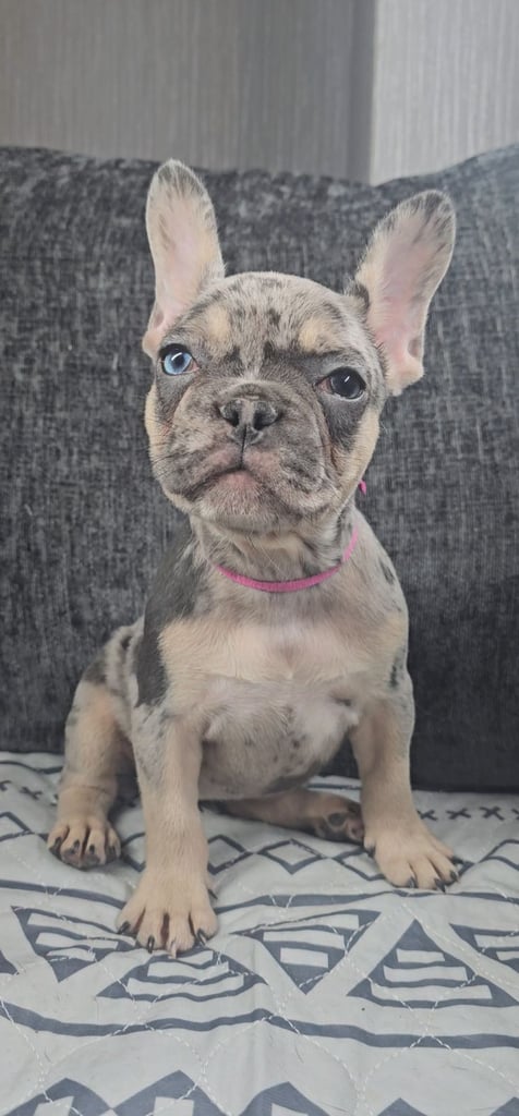KC unique french bulldog puppies