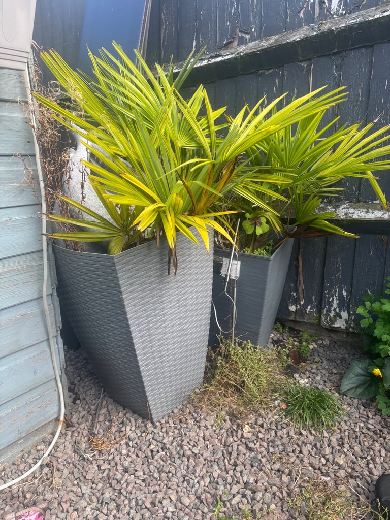 image for Garden plant 