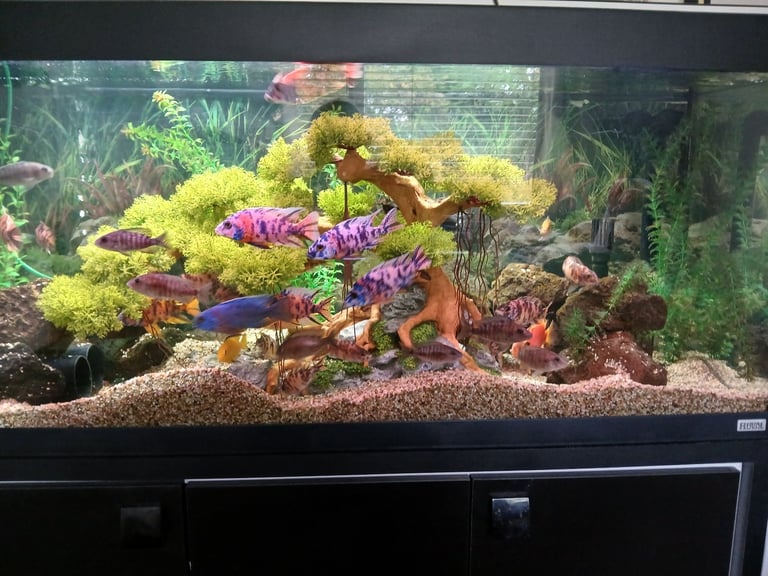 Fish tank and cabinet 