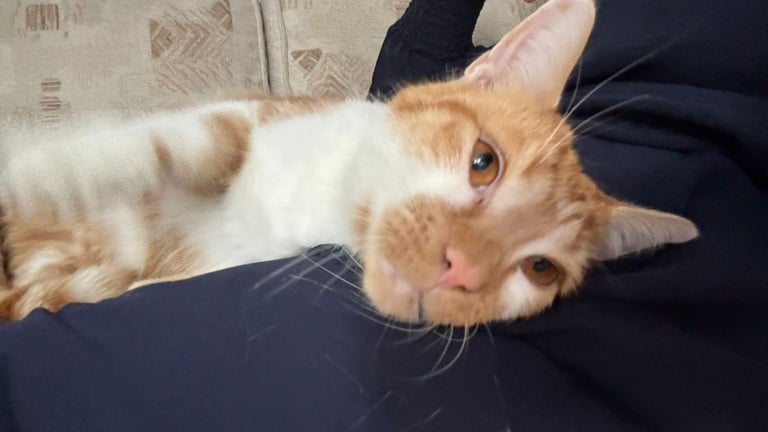 5 Stunning adult cats looking for loving homes.