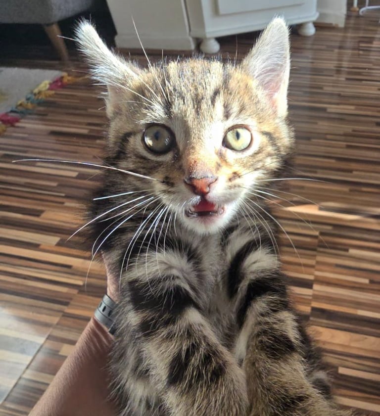 Pedergree Bengal Kittens for sale 