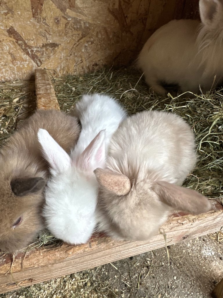 Lionhead  rabbits 