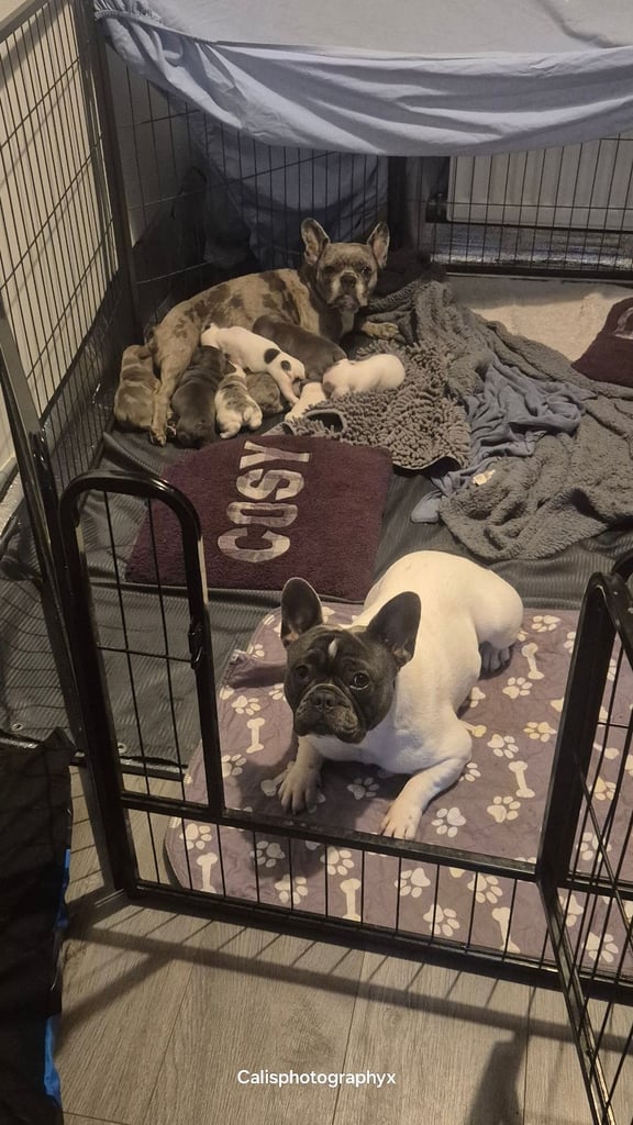 image for DWKC REGISTERED Beautiful chunky french bulldogs