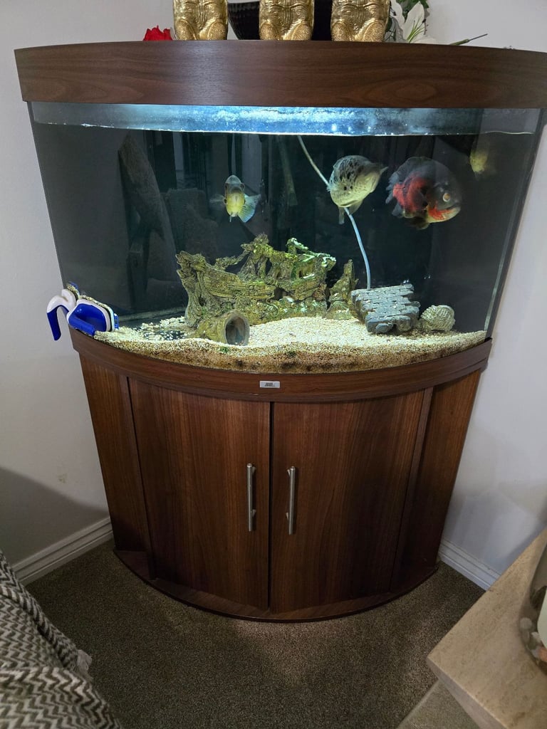 Fish tank and fish