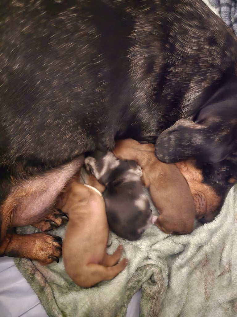 Miniature dachshund puppies 