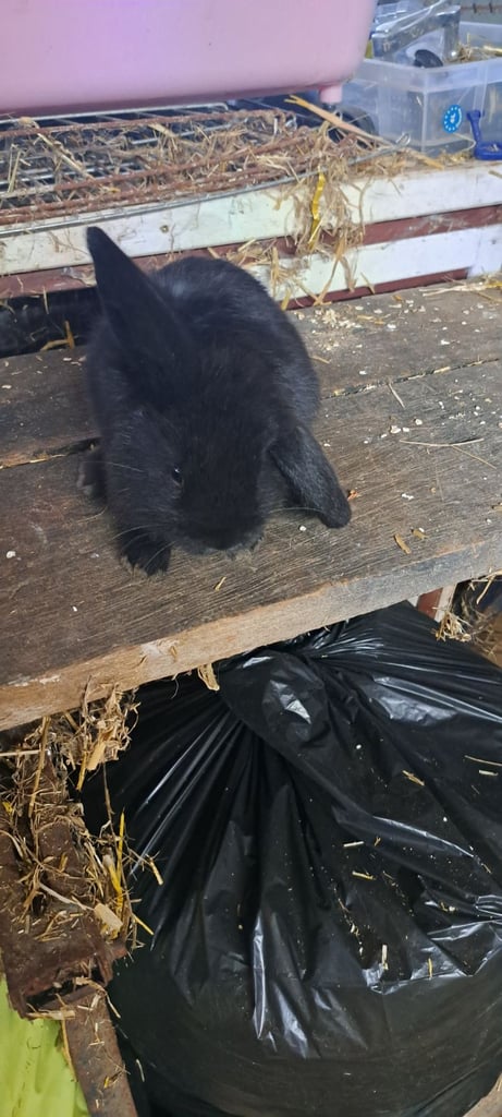 Baby mini lop bunnies 