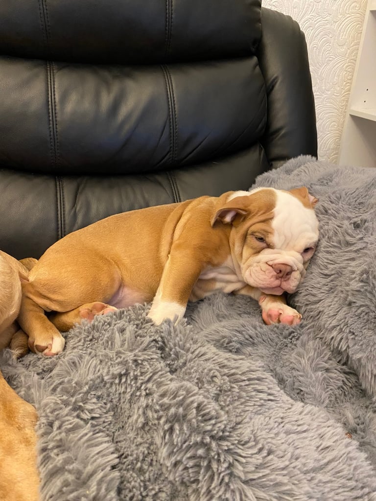 Old English bulldog puppy for sale. 