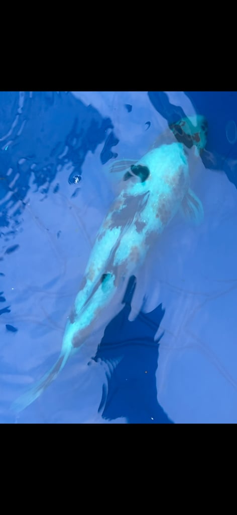 Koi pond with koi