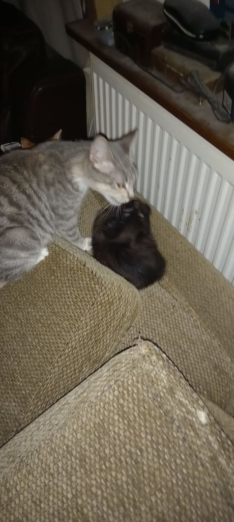2 beautiful male kitten's 