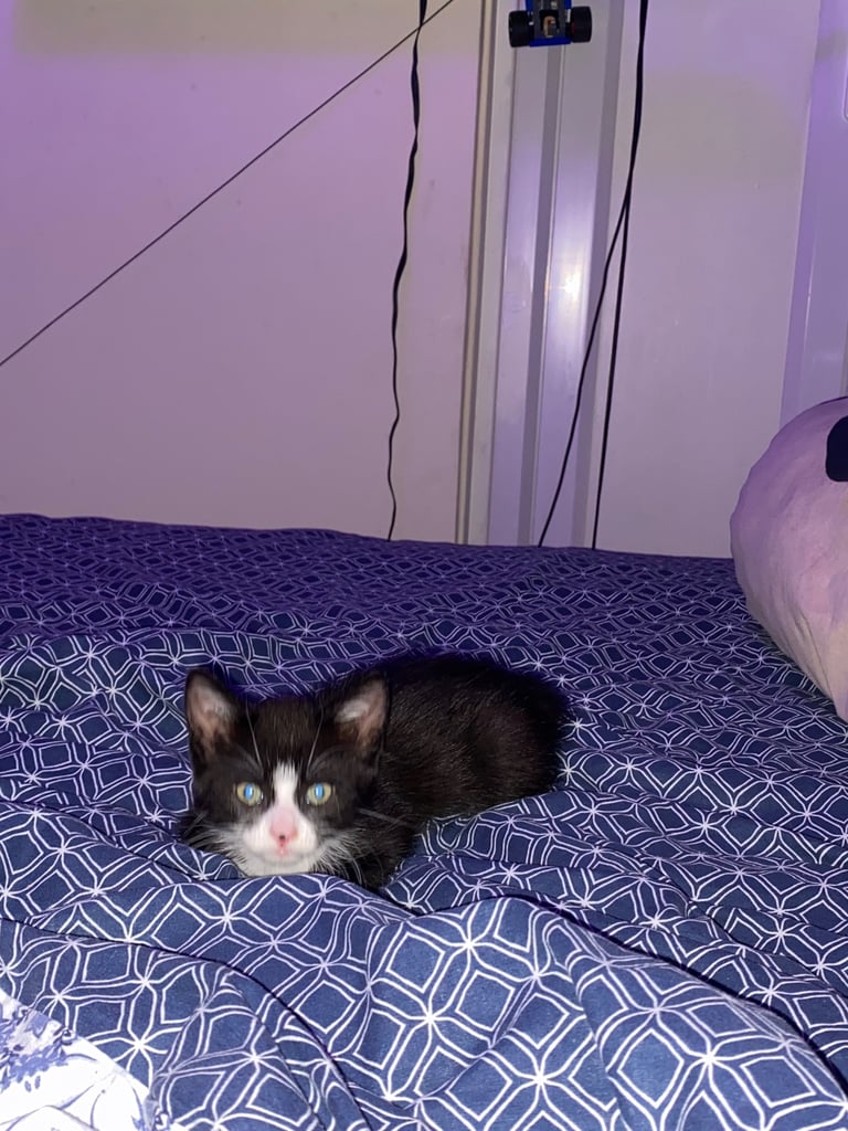 Male kitten for sale