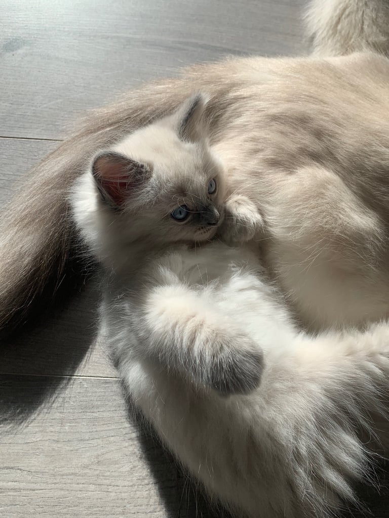Pure Ragdoll kittens ready now!!