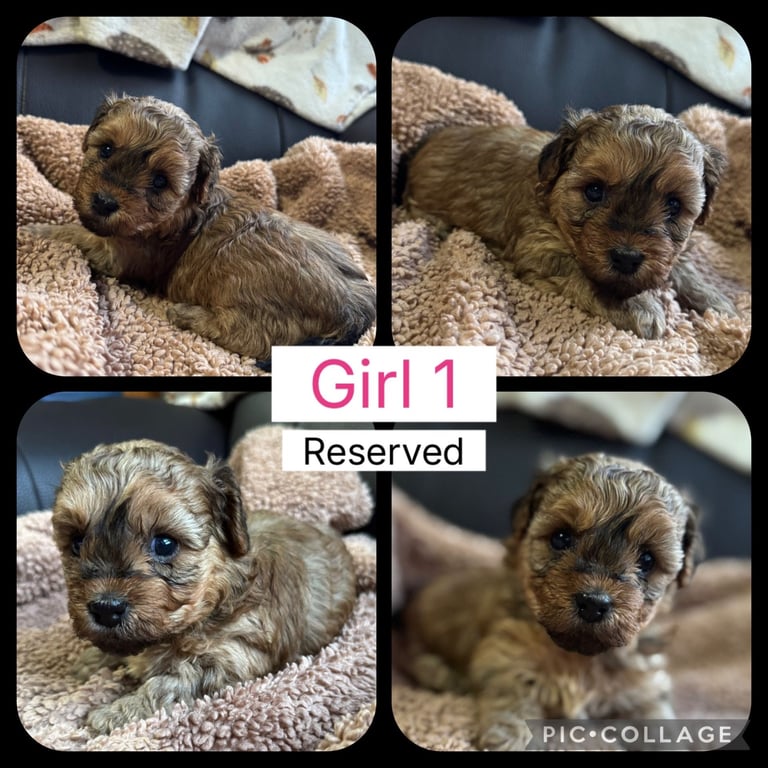 Yorkiepoo puppies for sale ( toy poodle x Yorkshire terrier 