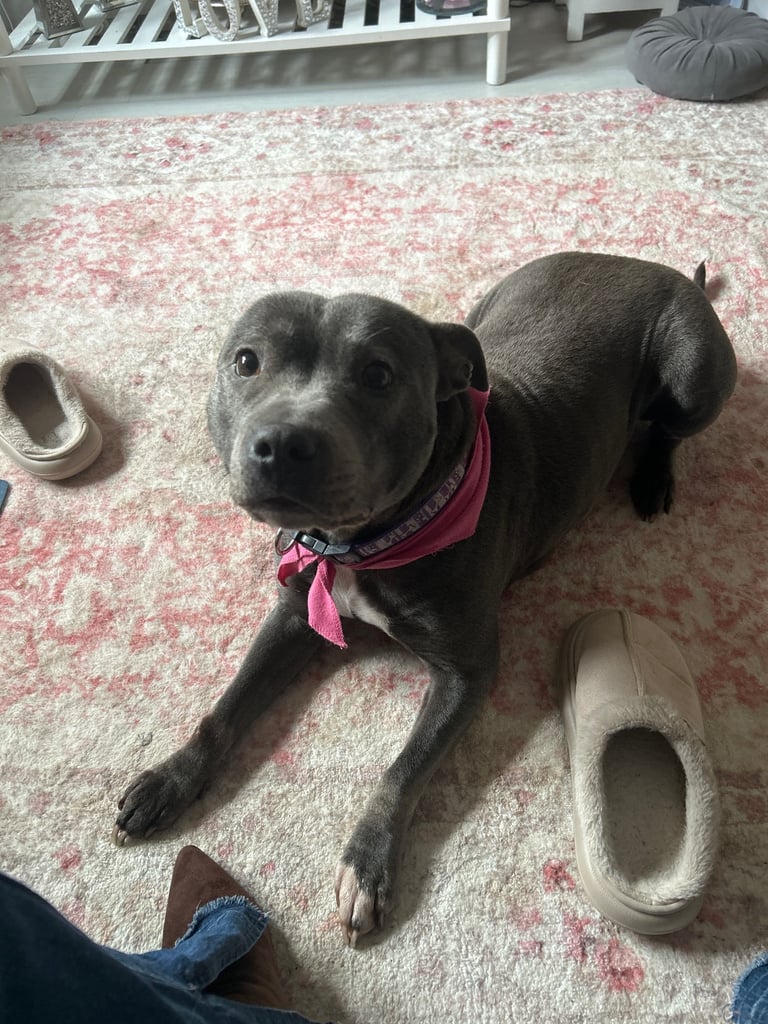 Blue Staffy 