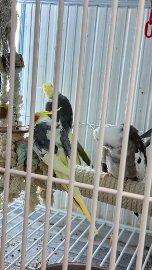 image for Budgies Glasgow 