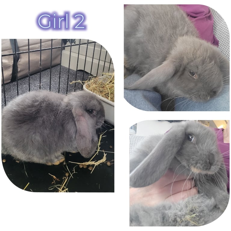Giant french lop babies