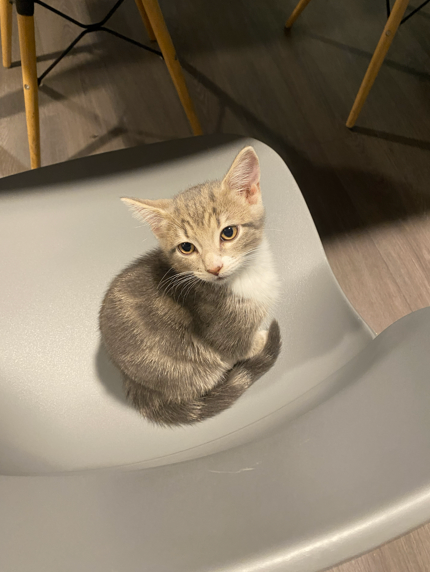 Adorable 12-Week Kitten + Food, Carrier, Toys & 20L Cat Litter – Ready Now!