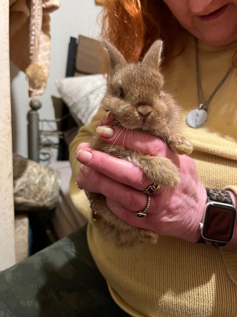 Netherland Dwarf / Minilop