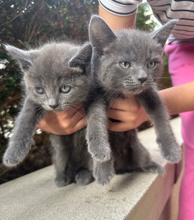  Russian blue mix kittens available 