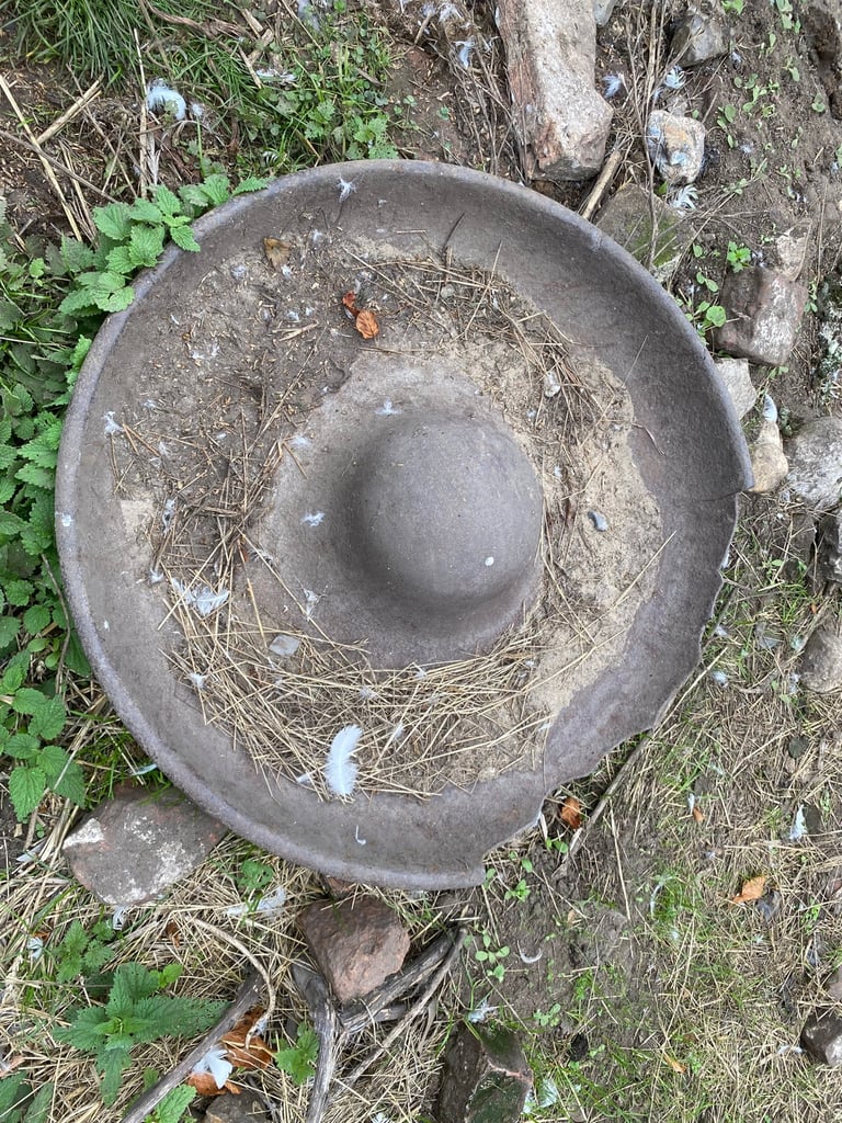 image for mexican pig feeders 
