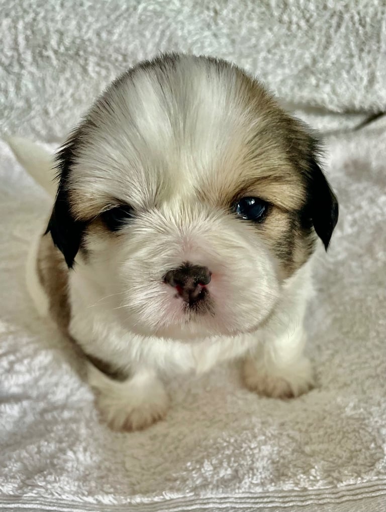 Shih Tzu Dogs Puppies for Sale Gumtree