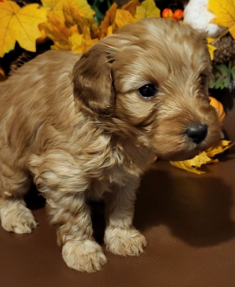 Golden and Red F1b cockapoo pups 