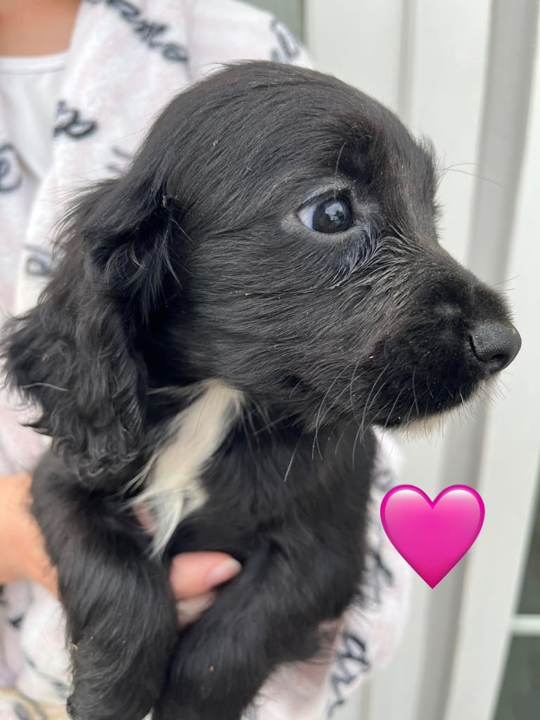 Cocker spaniel pups
