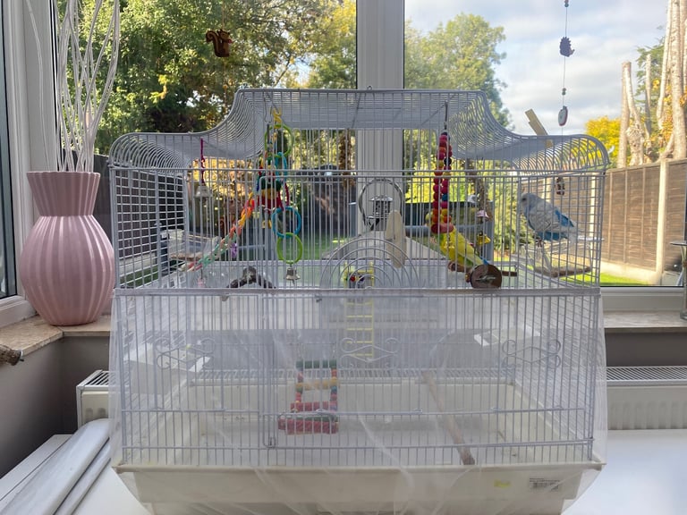 SOLD 2 lovely budgies