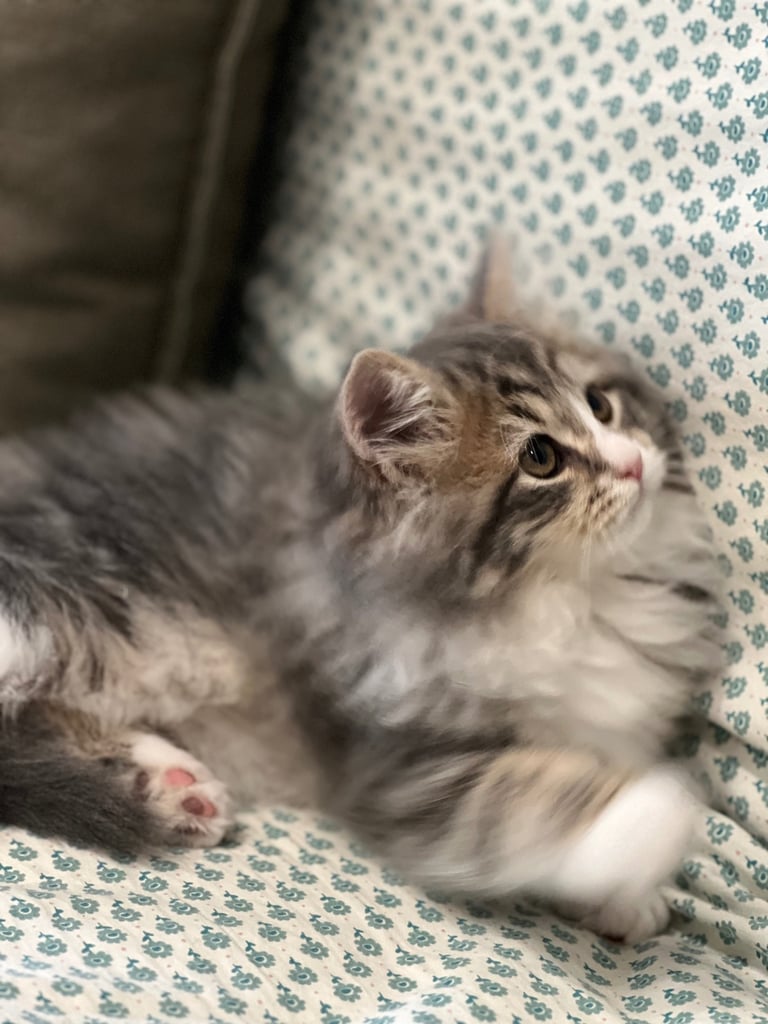 SIBERIAN KITTEN