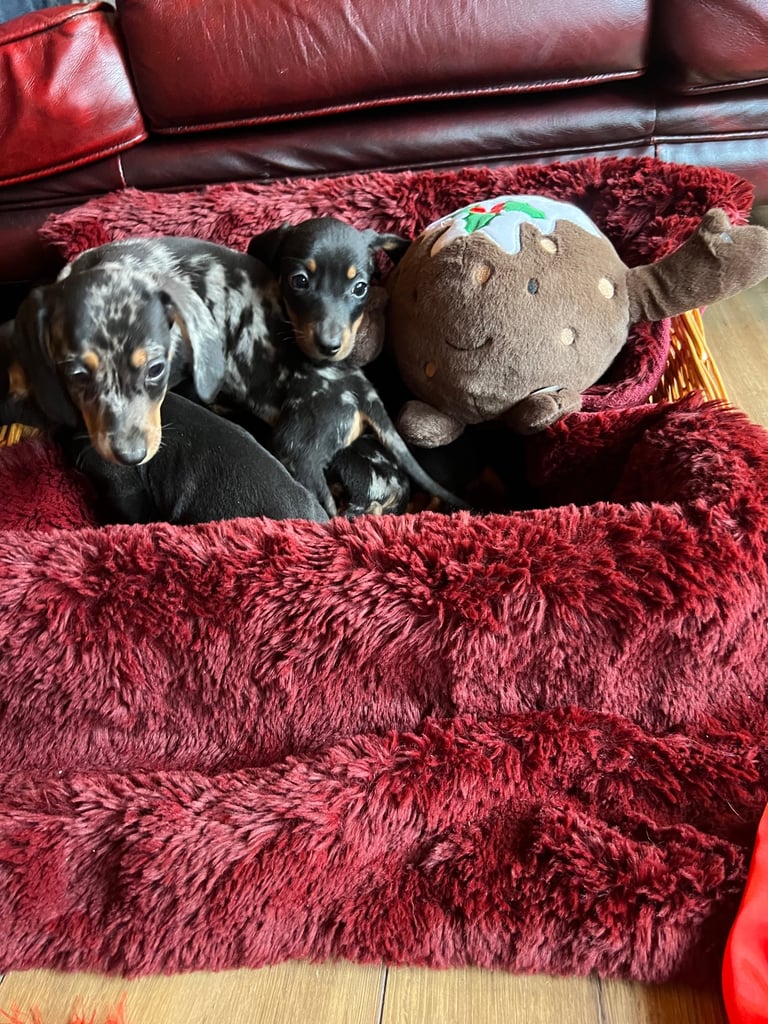 Dachshund puppies 🐶 