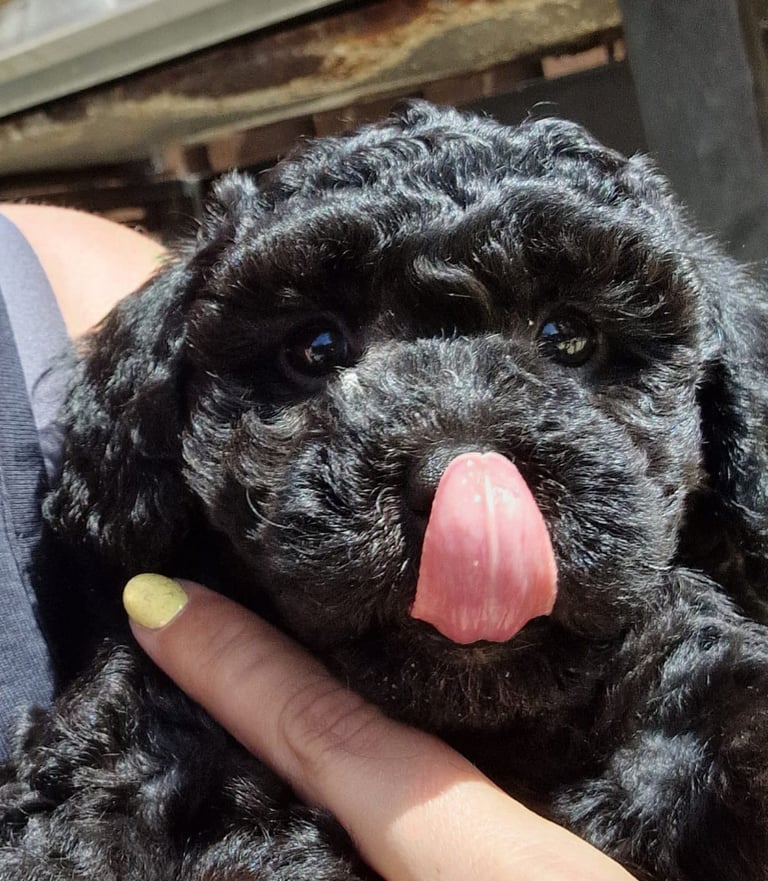 Poochon Pups - only 1 left!! Looking for ‘furever family’