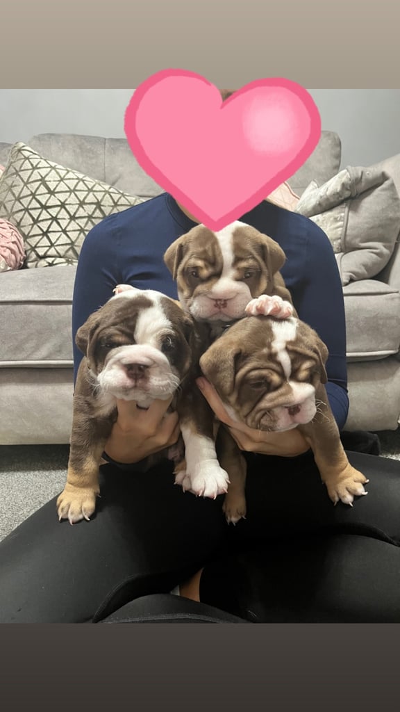 🐶KC registered English bulldog puppies 🐶 