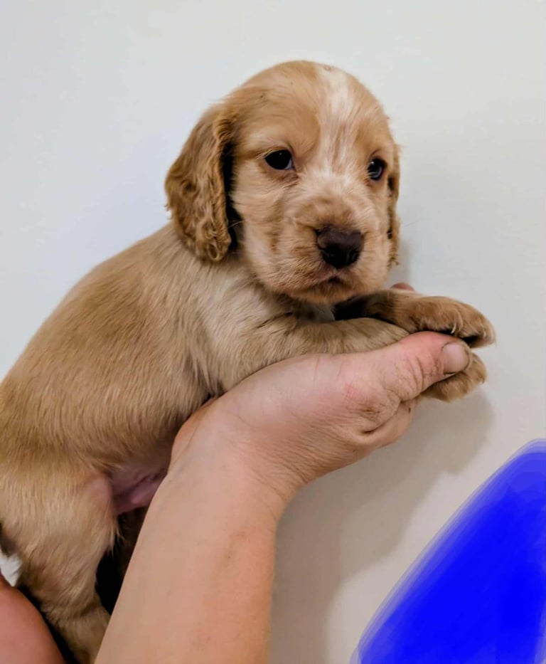 Stunning litter of Cocker Spaniel Puppies