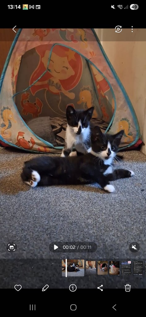 1 female kitten ready to leave can deliver too