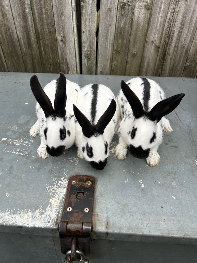 Three black spotted English buck rabbits 