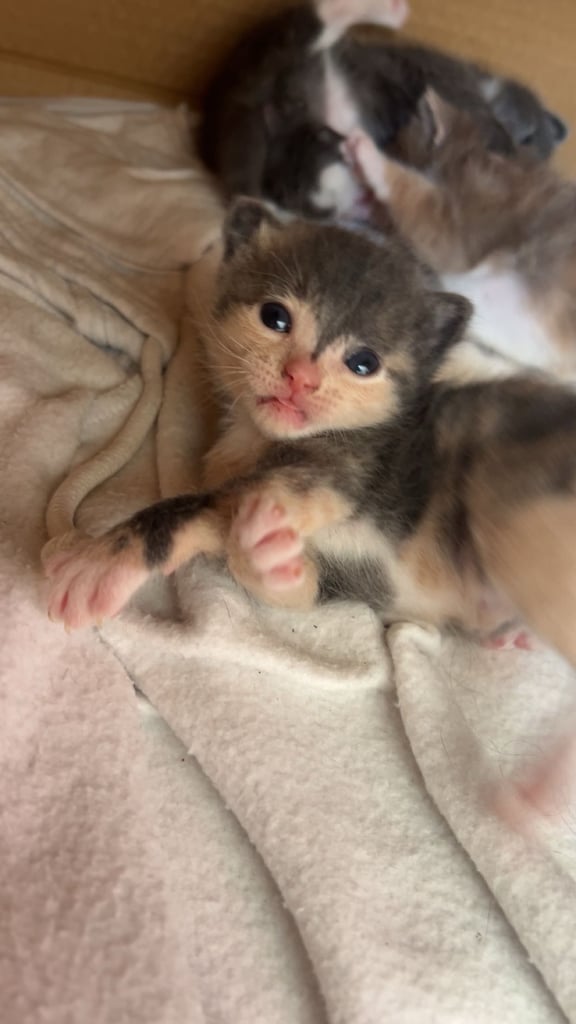 Kittens for sale 
