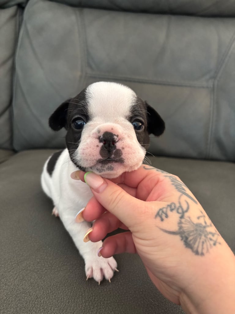 French bulldog puppies 