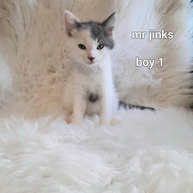  Bi colour white and blue kittens siamese/british shorthair/mix