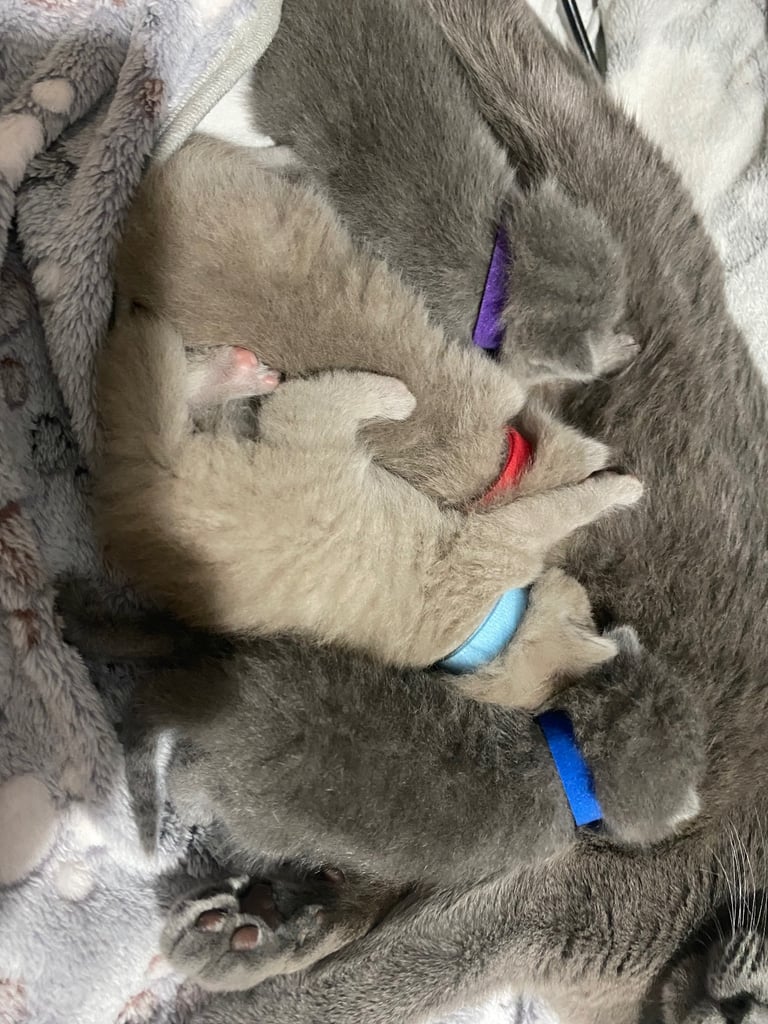 ✨Adorable British shorthair kittens ready to leave!✨