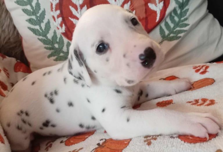 KC Registered Dalmatian Puppies 