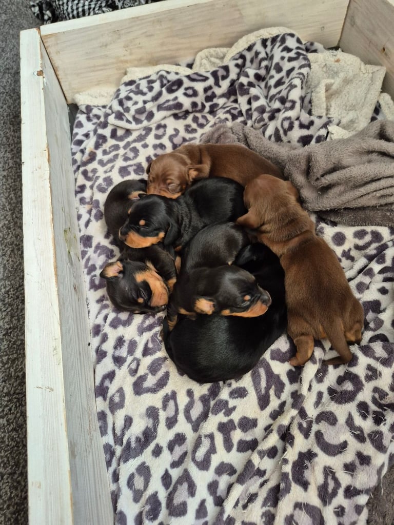 Minature Dachshund puppies. All reserved 