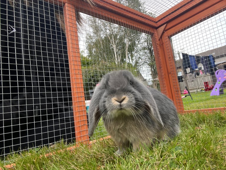image for Bunny rehome. 