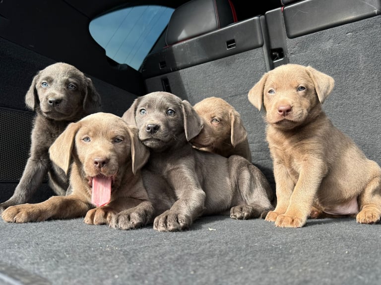 Labrador puppies Charcoal & Silver