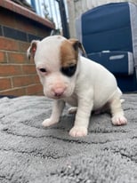 Jack Russell Puppies For Sale 