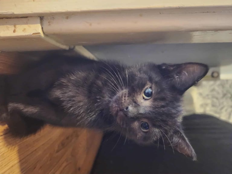 8 kittens looking for new homes