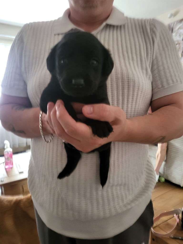 Labrador puppies 