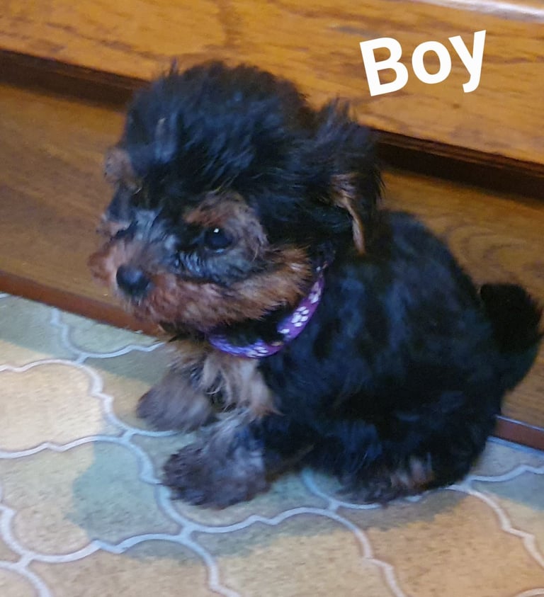 Yorkshire terrier puppies 