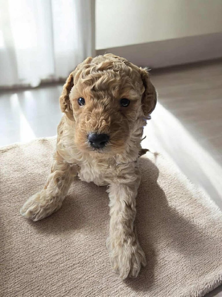 Stunning toy poodle puppies 